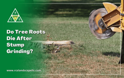 Do Tree Roots Die After Stump Grinding?