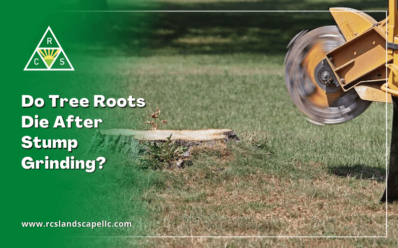 Do Tree Roots Die After Stump Grinding_