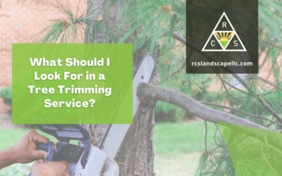 What Should I Look For in a Tree Trimming Service?