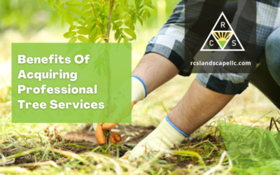 Benefits Of Acquiring Professional Tree Services