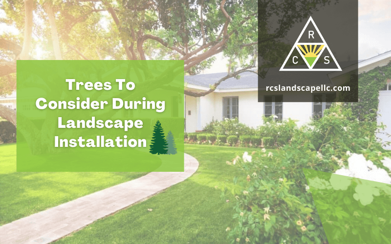 Trees To Consider During Landscape Installation