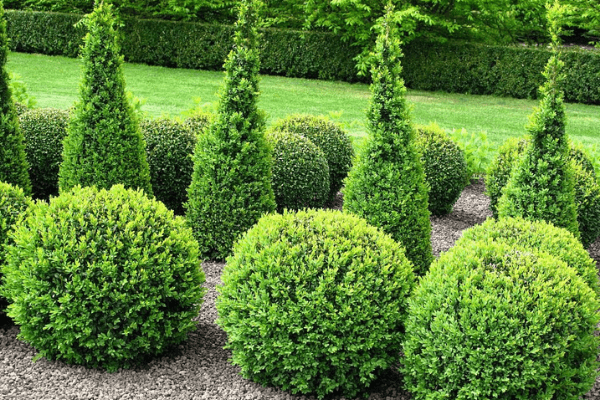 evergreen trees for landscaping
