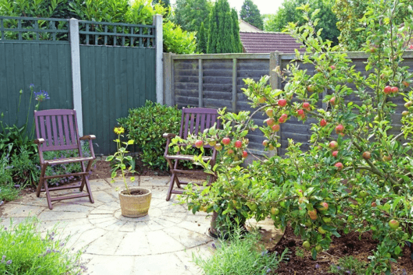 fruit tree for landscaping