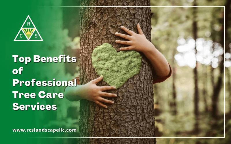 Top 4 Benefits of Professional Tree Care Services