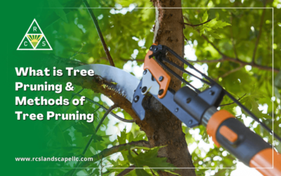 What is Tree Pruning & 5 Methods of Tree Pruning