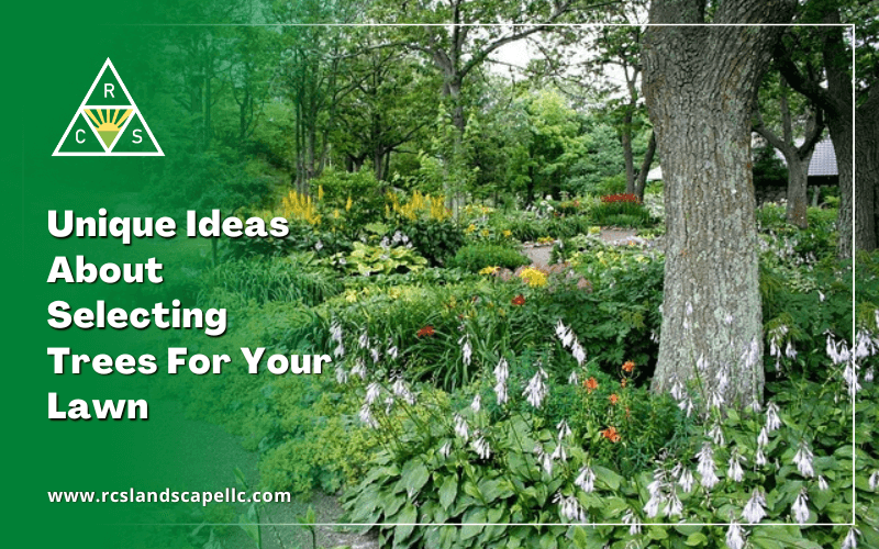 Unique Ideas About Selecting Trees For Your Lawn
