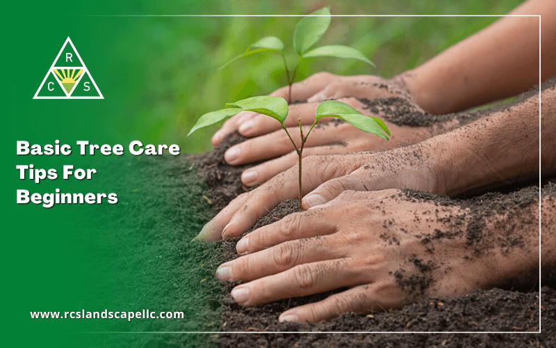 Basic Tree Care Tips For Beginners