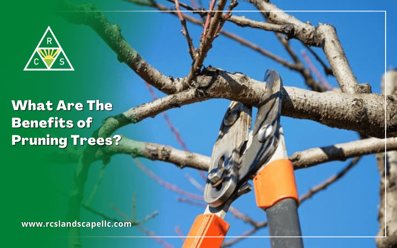 What Are The Benefits of Pruning Trees?