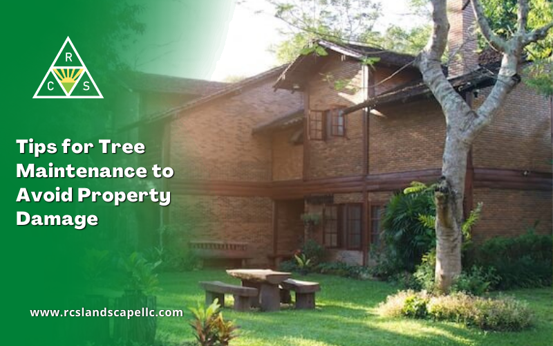 Tips for Tree Maintenance to Avoid Property Damage