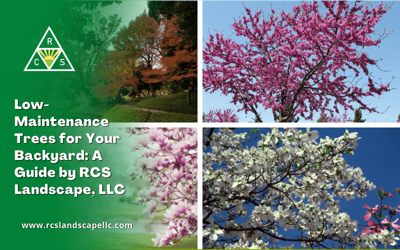 Low-Maintenance Trees for Your Backyard: A Guide by RCS Landscape, LLC